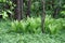 Young fern in the alder wood in approach.