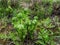 A young fern bush. the leaves of the porter slowly unwind in the spring. Fern snails are spinning. Young leaves.