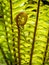 young fern frond unrolling with blurred background