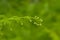 Young fern frond unrolling, selective focus