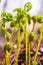 Young Fern Fronds opening in the forest. Ferns are a very ancient family of plants: early fern fossils predate the beginning of