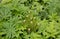 Young fern among the leaves of the lupine. Background of green lupine leaves on a Sunny spring day. The view from the top