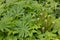 Young fern among the leaves of the lupine. Background of green lupine leaves on a Sunny spring day. The view from the top