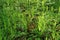 Young fern leaves spin their spirals in the spring forest