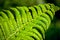 Young fern plants in nature