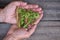 Young fern shoots Dryopteris filix-mas in a man`s hands on a wooden background