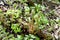 Young fern shoots on a snowy may