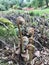 Young Fern Sprouting in Spring