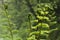 Young ferns on blurred green background
