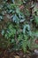 Young Ferns and moss growing in a rainforest