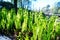 Young ferns in park