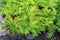 Young ferns in pot for garden decoration