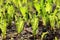 Young ferns in the spring