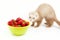 Young ferret with a bowl of strewberry over white.