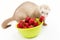 Young ferret with a bowl of strewberry over white.