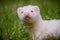 Young Ferret Kit outside in grass