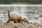 Young ferret on lake bank in nature during a summer rainy day