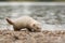 Young ferret on lake bank in nature during a summer rainy day