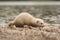 Young ferret on lake bank in nature during a summer rainy day