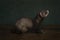 A young ferret or polecat puppy full body in a stillife scene looking up against a green background