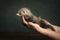 A young ferret or polecat puppy in a stillife scene held in hands by his owner against a green background