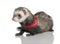 Young ferret wearing a red scarf