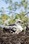 Young Ferruginous Hawk Chick