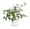 Young Ficus benjamina a potted plant isolated over white