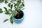 Young Ficus benjamina tree in a blue pot on a white background