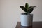 Young Ficus Elastica Burgundy or Rubber tree in grey pot. Minimal creative decor