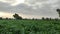 Young field of Bajara Millet crop with cloudy weather in morning time