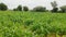 Young field of Bajara millet crop field