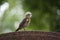 Young fieldfare