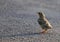 Young fieldfare on asphalt road