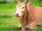 Young fighting bull relax and ruminant.