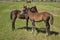 Young Filly and Colt