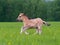 Young filly running in the field of dandelions