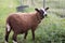 Young Finn Lamb in Grass Looking at Camera