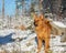 Young Finnish Spitz standing in a boreal forest on a sunny winter day
