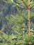 Young fir tree dripping water drops against green background in a rainy day