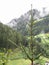 Young fir tree dripping water drops against mountain background in a rainy day . Santa Cristina Valgardena, South Tyrol , Bolzano