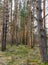 Young fir-tree in the pine wood.