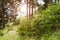 Young fir trees in the forest. Small plants