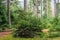 Young firs in pine forest