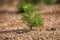 Young firs planted (regrowth) on plot with sandy soil