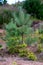 Young firs planted (regrowth) on plot with sandy soil