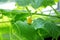 Young first cucumber flowers. cucumber leaf in the greenhouse.