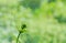 Young first cucumber flowers head and mustache