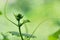 Young first cucumber flowers head and mustache