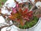 Young first reddish rose leaves on the bush